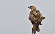 01 Long-legged Buzzard (Buteo rufinus)